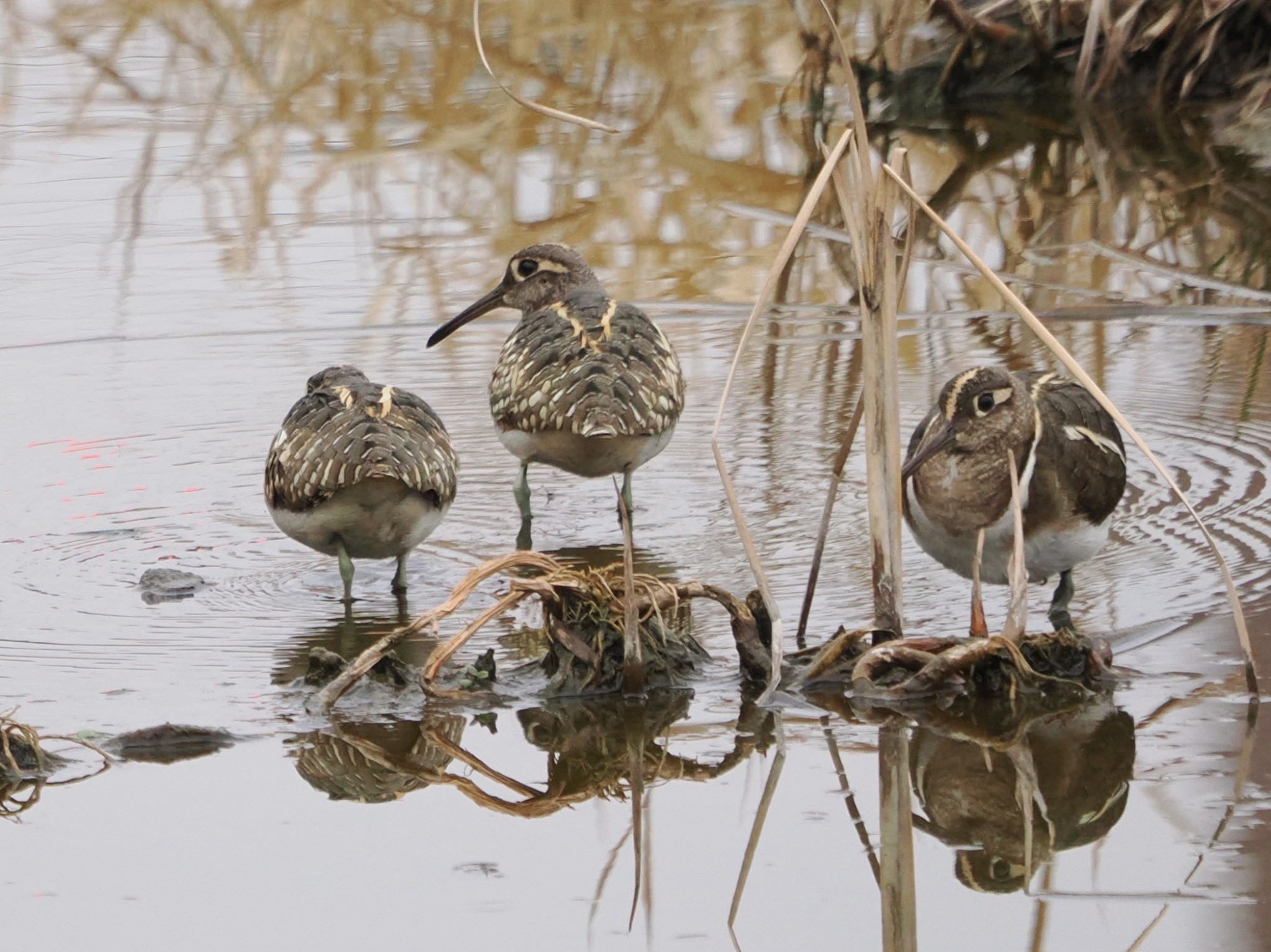 Greater Painted-snipe