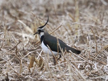 Northern Lapwing 平塚田んぼ Sat, 2/17/2024