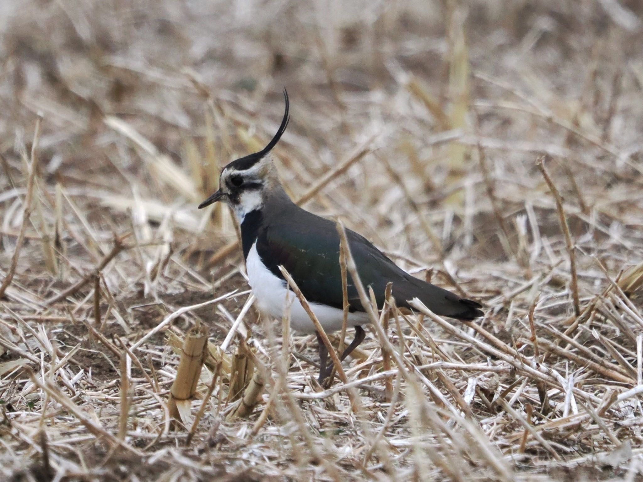 Northern Lapwing