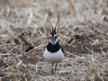 Northern Lapwing 平塚田んぼ Sat, 2/17/2024