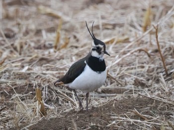 Northern Lapwing 平塚田んぼ Sat, 2/17/2024