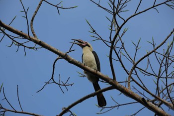 ルソンカオグロサイチョウ Mt. Makiling Forest Reserve Philippine 2024年2月12日(月)