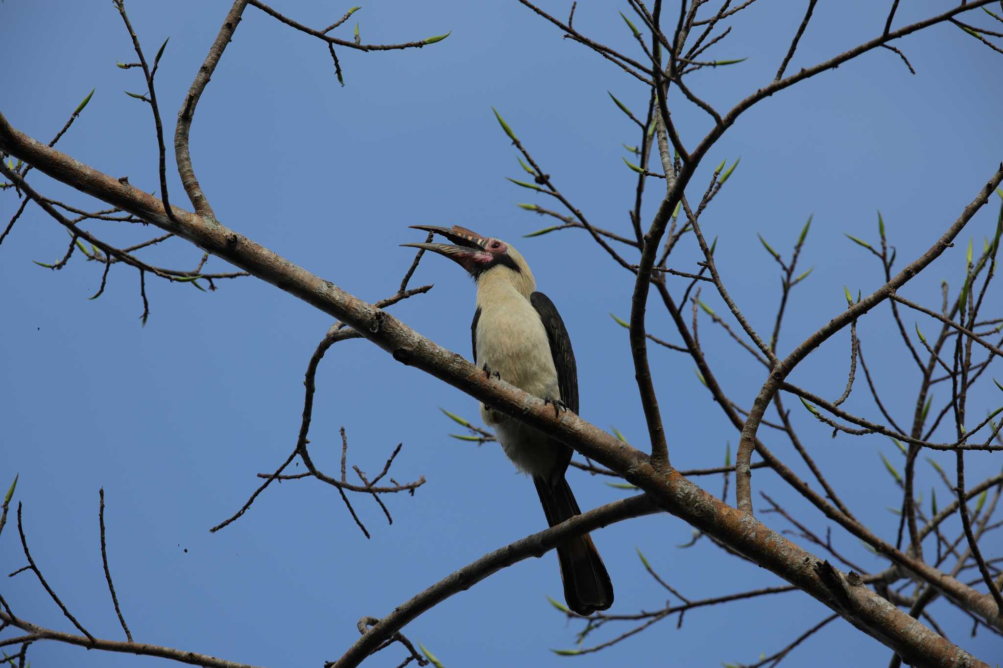 Mt. Makiling Forest Reserve Philippine ルソンカオグロサイチョウの写真 by Hatamoto Akihiro