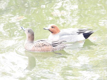 ヒドリガモ 上総更級公園 2024年2月17日(土)