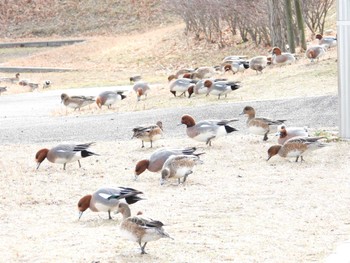 ヒドリガモ 上総更級公園 2024年2月17日(土)