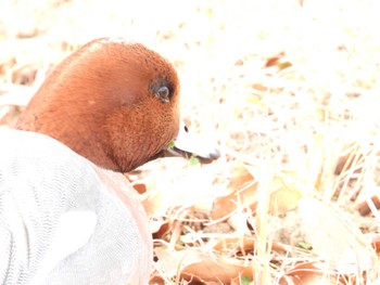 ヒドリガモ 上総更級公園 2024年2月17日(土)