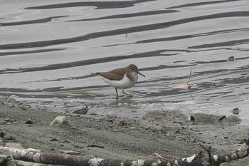 Common Sandpiper 丹沢湖・世附川 Sat, 2/17/2024