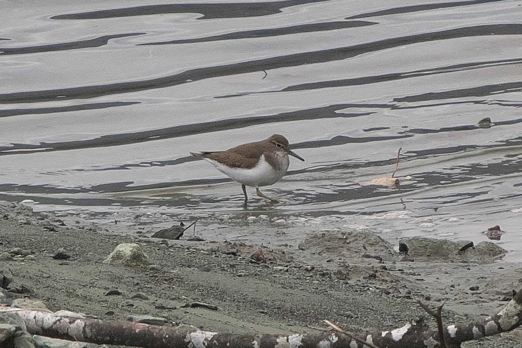 Photo of Common Sandpiper at 丹沢湖・世附川 by Y. Watanabe