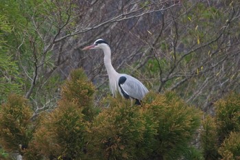 アオサギ 丹沢湖・世附川 2024年2月17日(土)