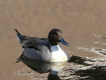 2018年11月25日(日) 境川(境橋付近)の野鳥観察記録