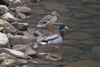 Mallard 丹沢湖・世附川 Sat, 2/17/2024