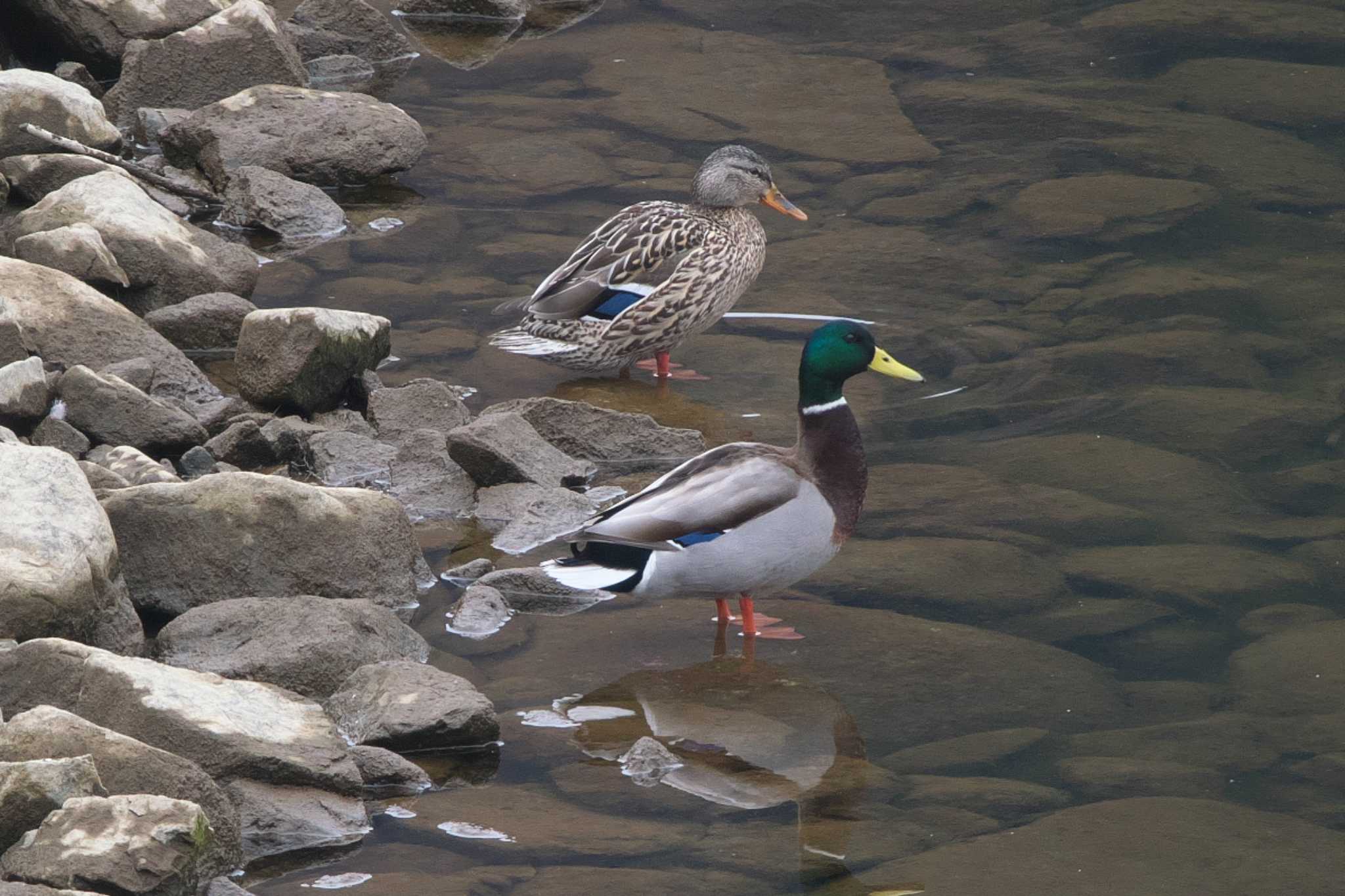 Photo of Mallard at 丹沢湖・世附川 by Y. Watanabe