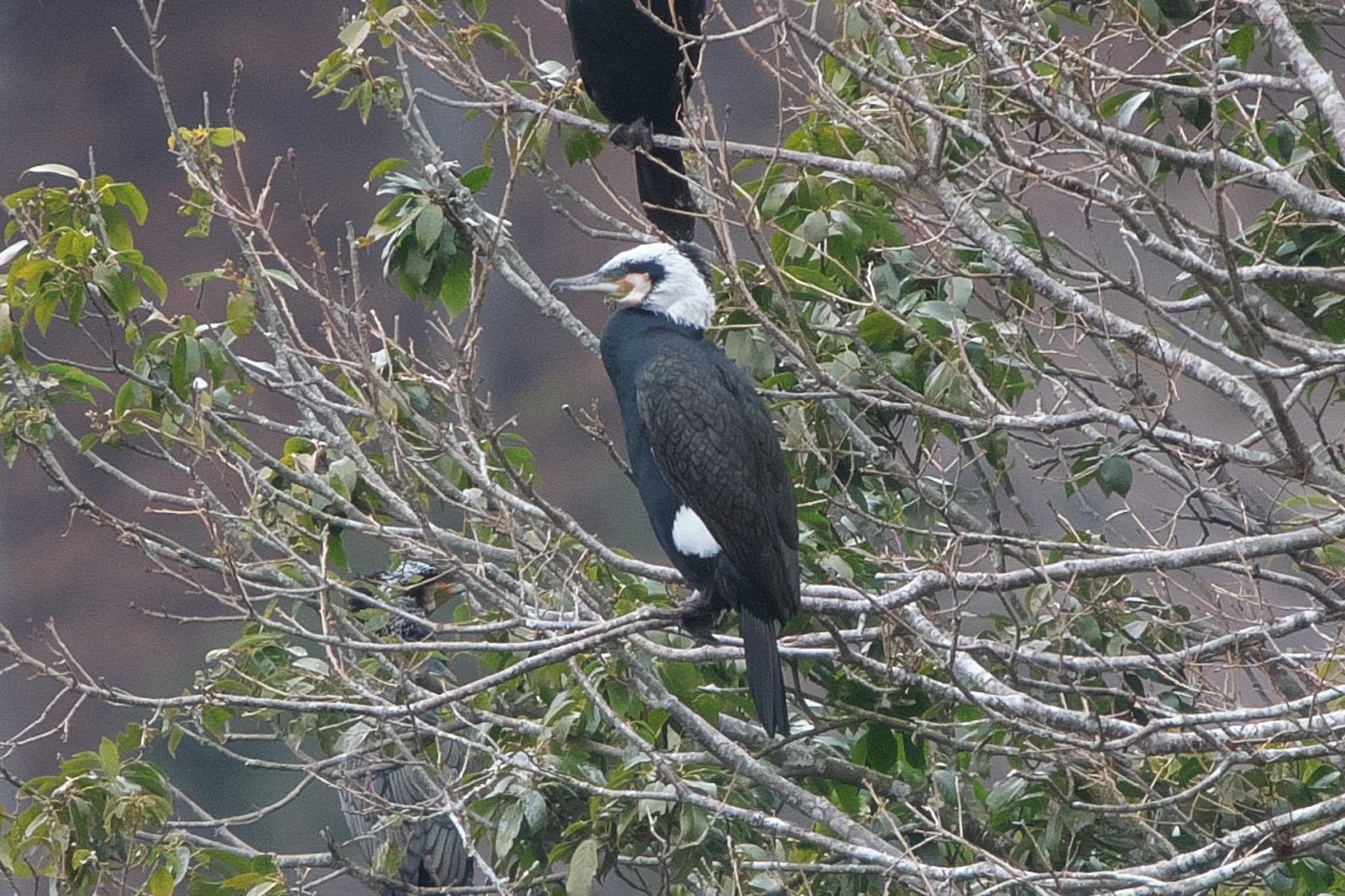 Photo of Great Cormorant at 丹沢湖・世附川 by Y. Watanabe