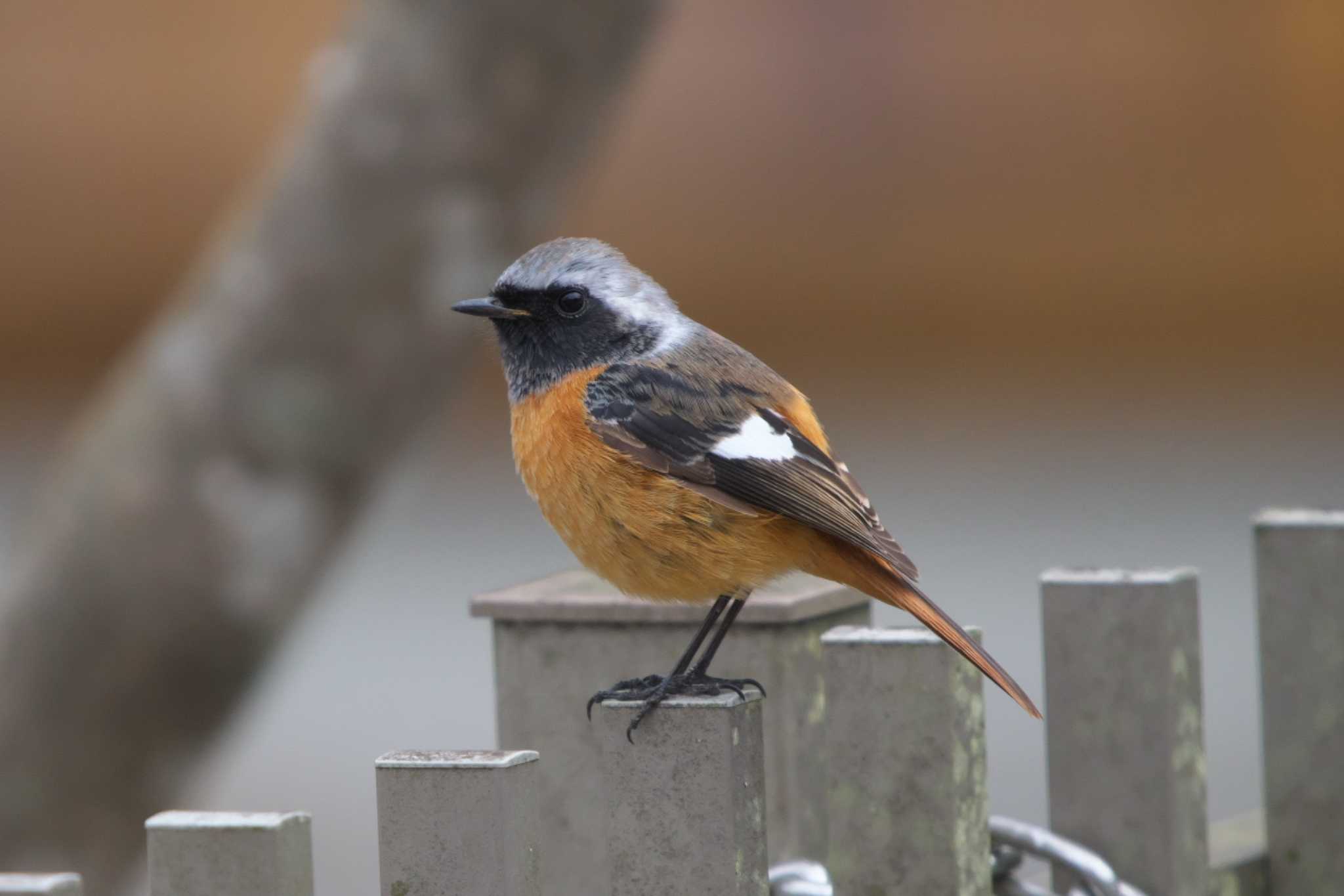 Photo of Daurian Redstart at 丹沢湖・世附川 by Y. Watanabe