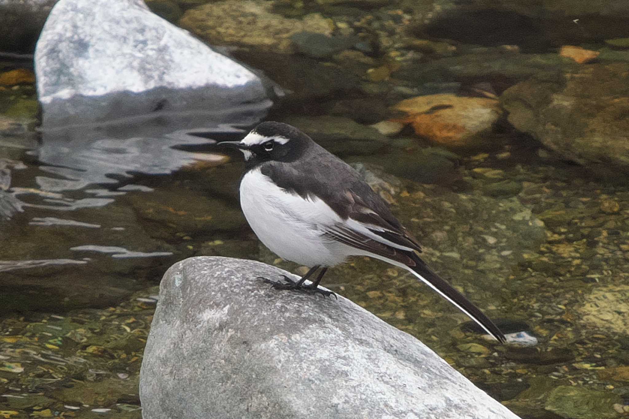 Photo of Japanese Wagtail at 丹沢湖・世附川 by Y. Watanabe