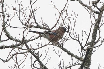 Eurasian Jay 丹沢湖・世附川 Sat, 2/17/2024