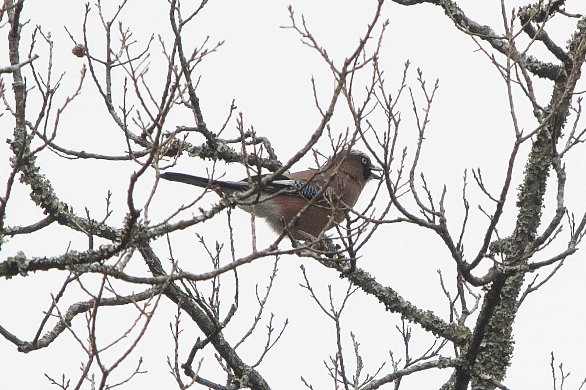 Photo of Eurasian Jay at 丹沢湖・世附川 by Y. Watanabe