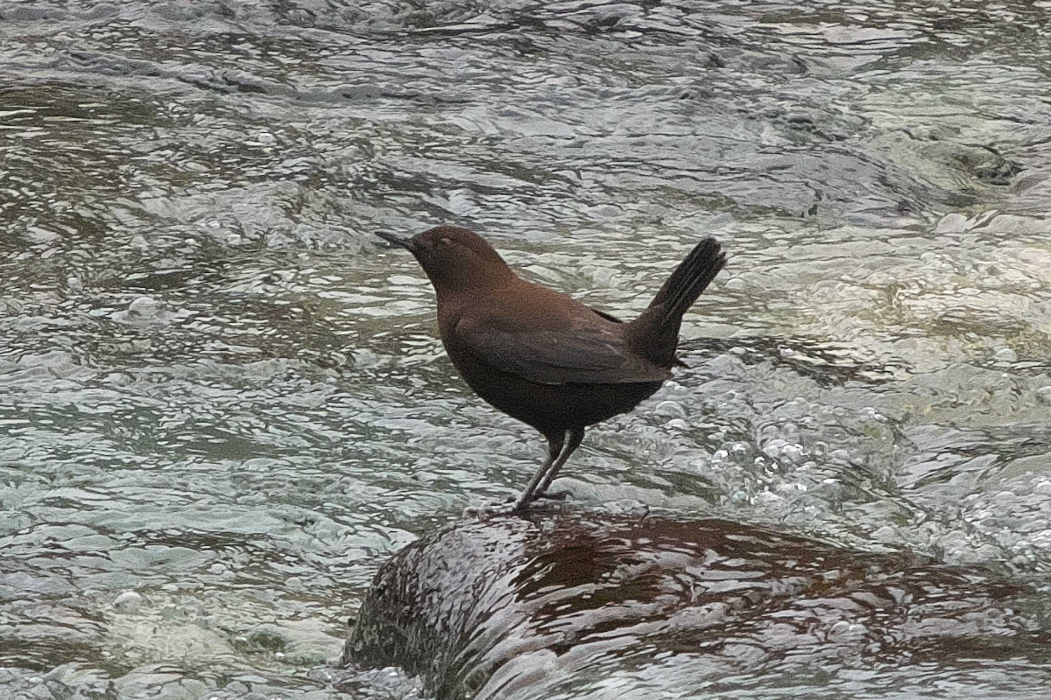 Photo of Brown Dipper at 丹沢湖・世附川 by Y. Watanabe