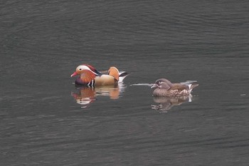 2024年2月17日(土) 丹沢湖・世附川の野鳥観察記録