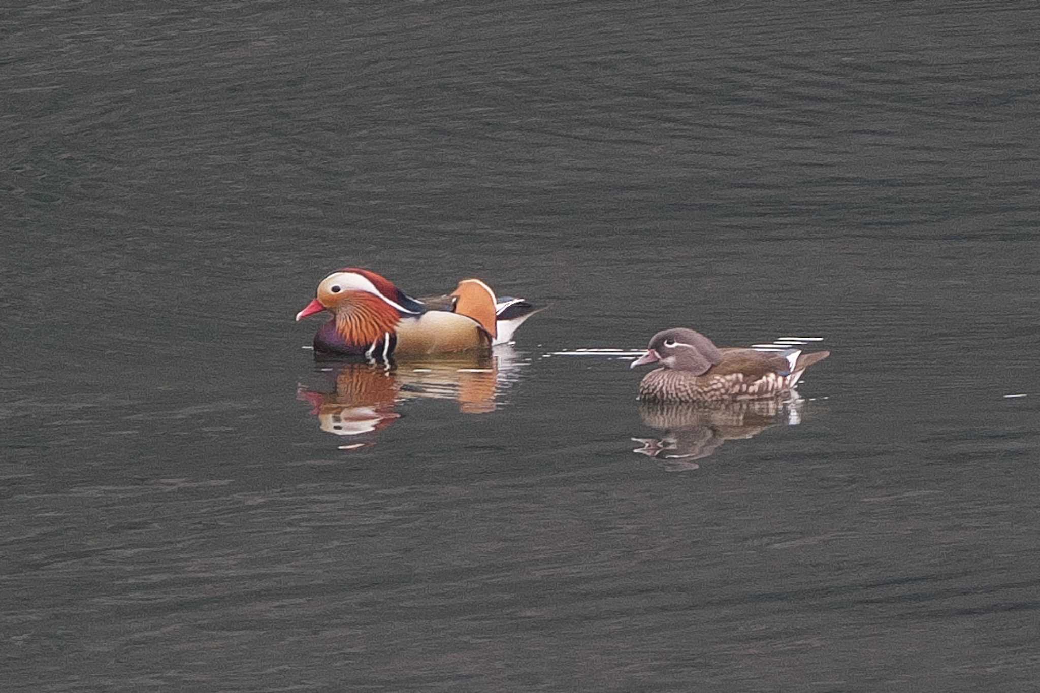 Photo of Mandarin Duck at 丹沢湖・世附川 by Y. Watanabe