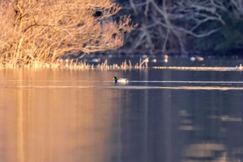 マガモ 大潟水と森公園 2024年2月14日(水)