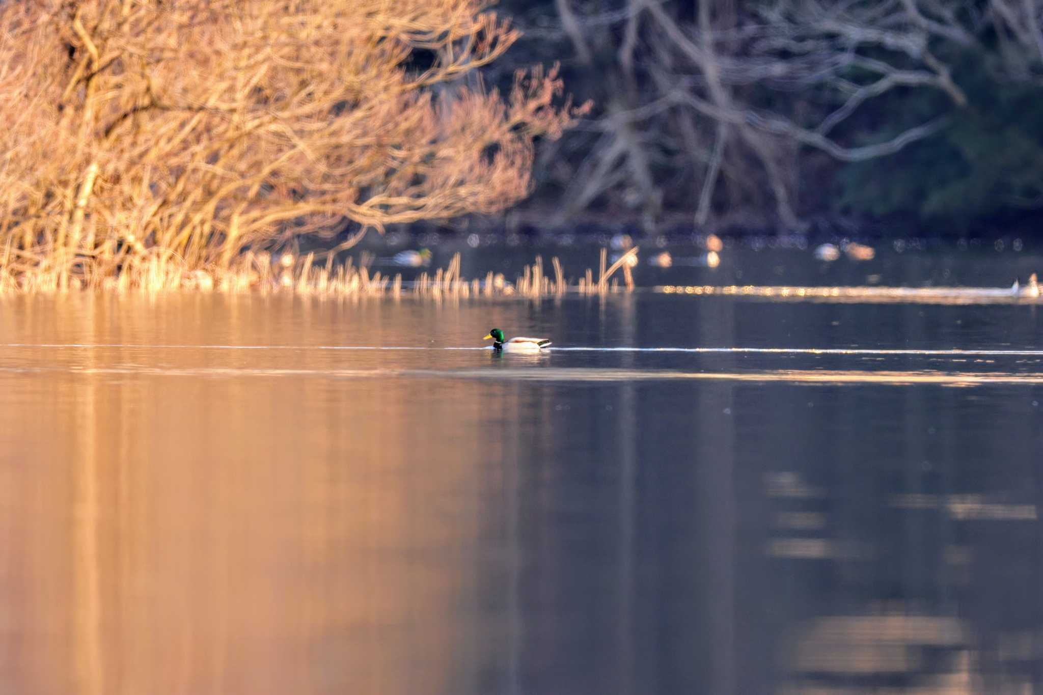 Photo of Mallard at 大潟水と森公園 by トビトチヌ