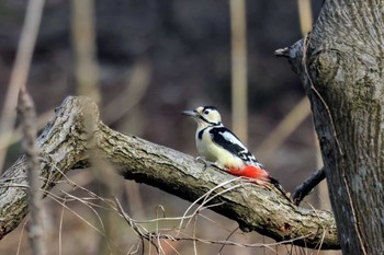 Great Spotted Woodpecker 大潟水と森公園 Wed, 2/14/2024