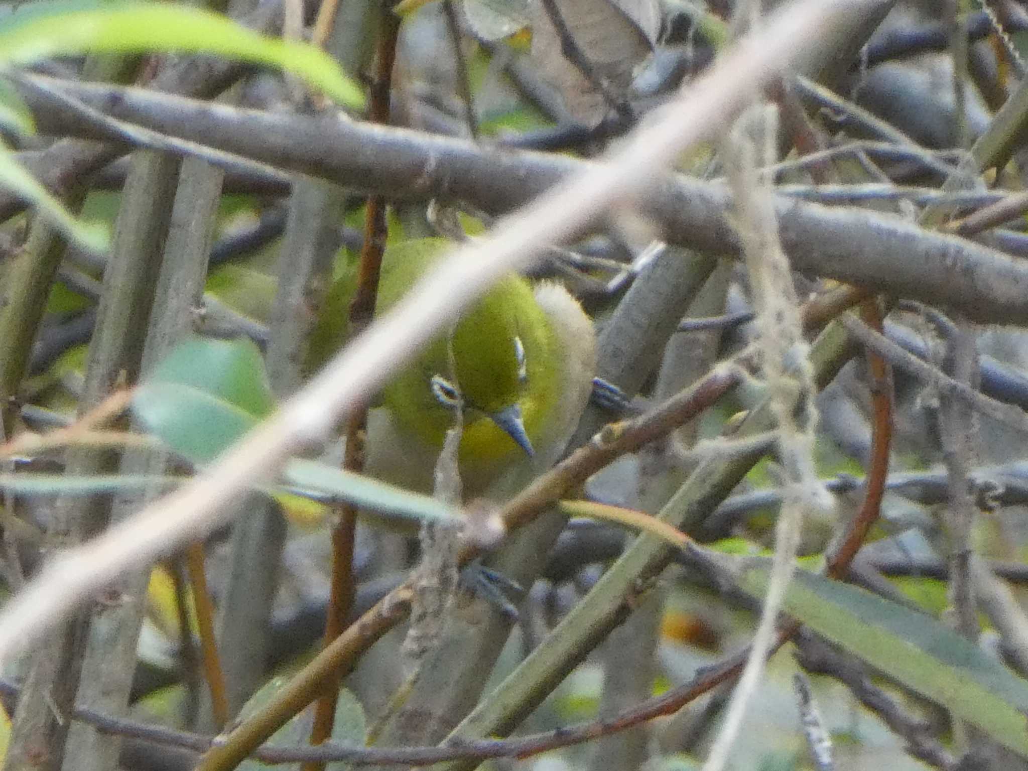 Warbling White-eye