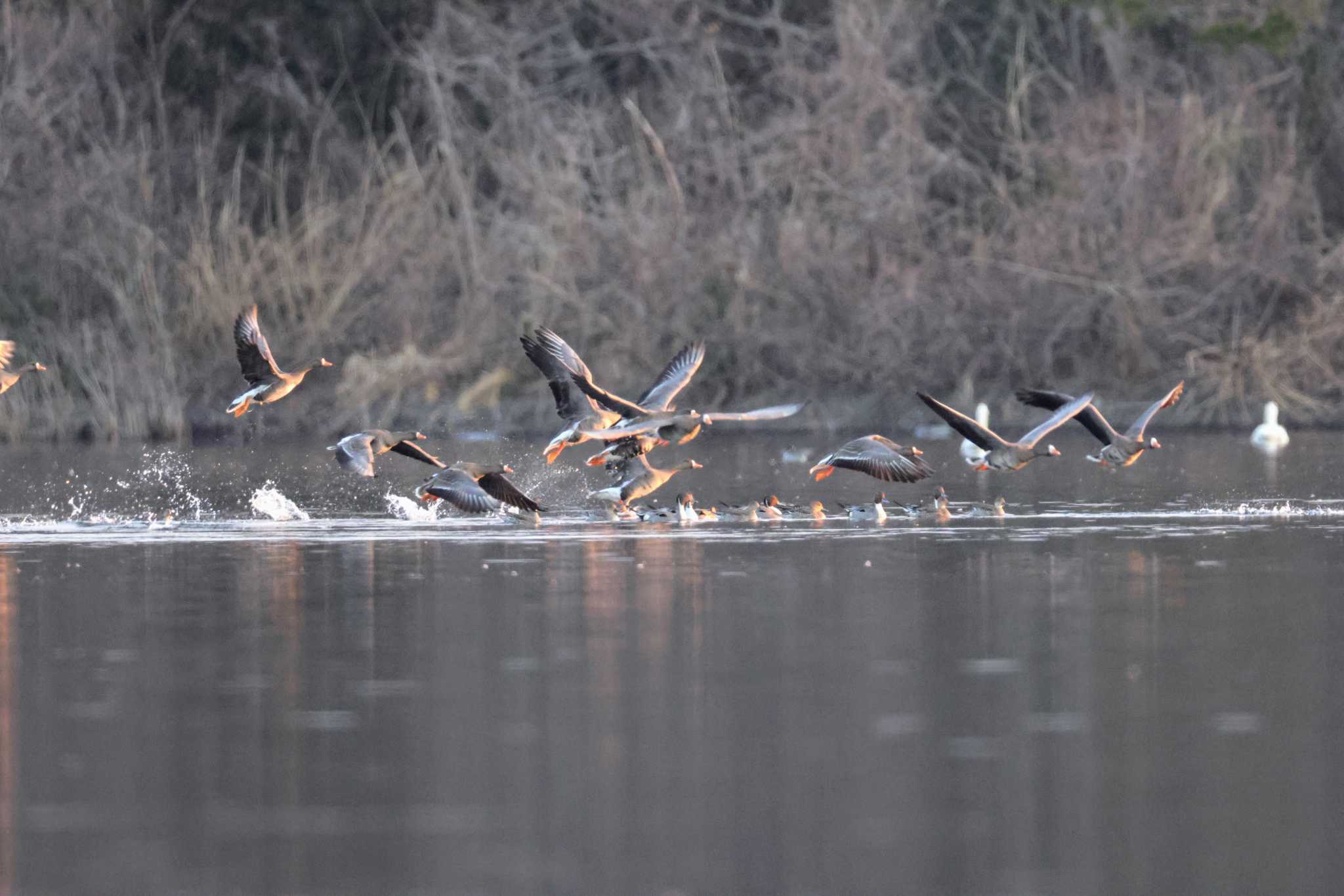 Photo of Greater White-fronted Goose at 大潟水と森公園 by トビトチヌ