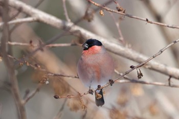 Eurasian Bullfinch(rosacea) Unknown Spots Sat, 2/10/2024