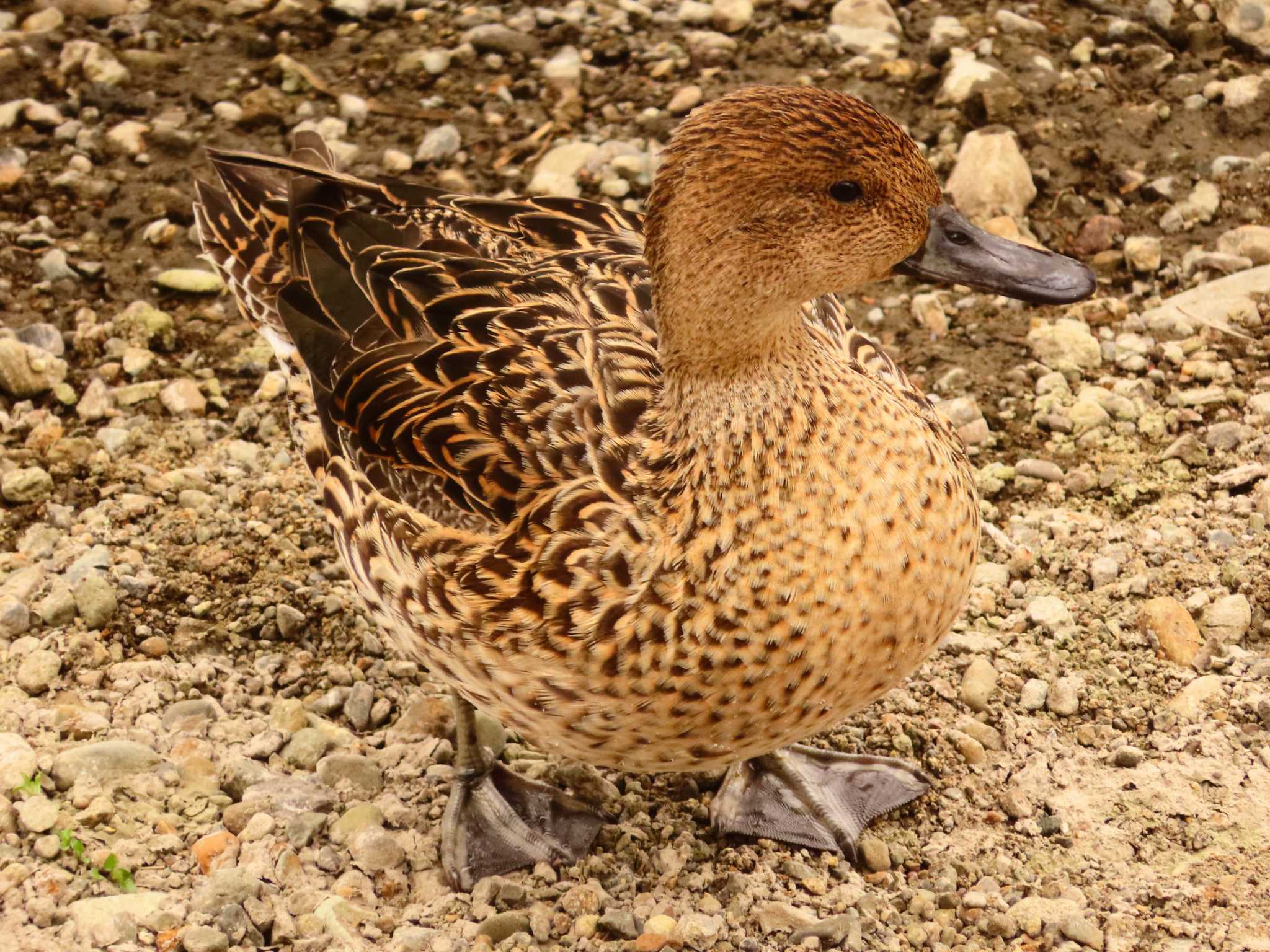 Northern Pintail