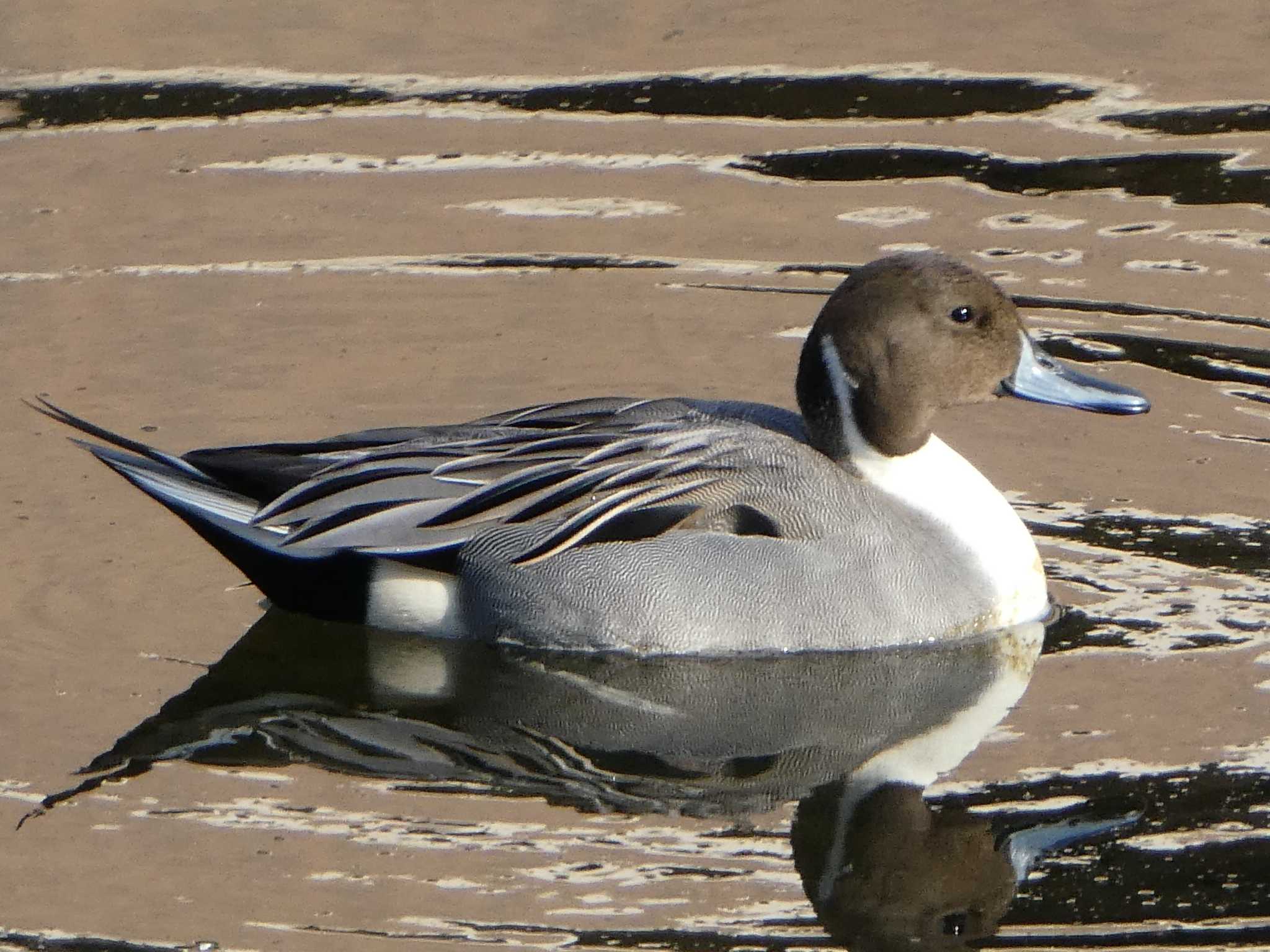 Photo of Northern Pintail at 境川(境橋付近) by Kozakuraband