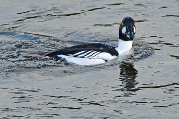 ホオジロガモ 青葉山公園 2024年2月17日(土)