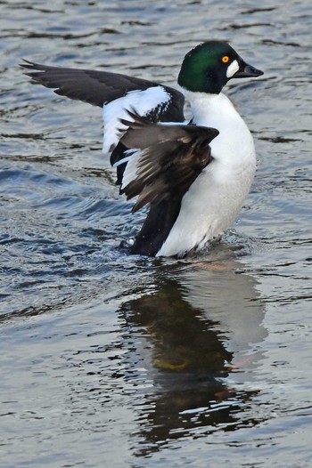 Common Goldeneye Aobayama Park Sat, 2/17/2024