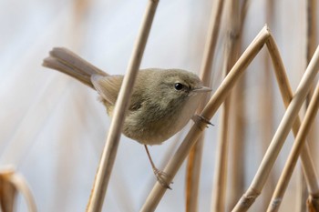 Japanese Bush Warbler Kasai Rinkai Park Sat, 2/17/2024