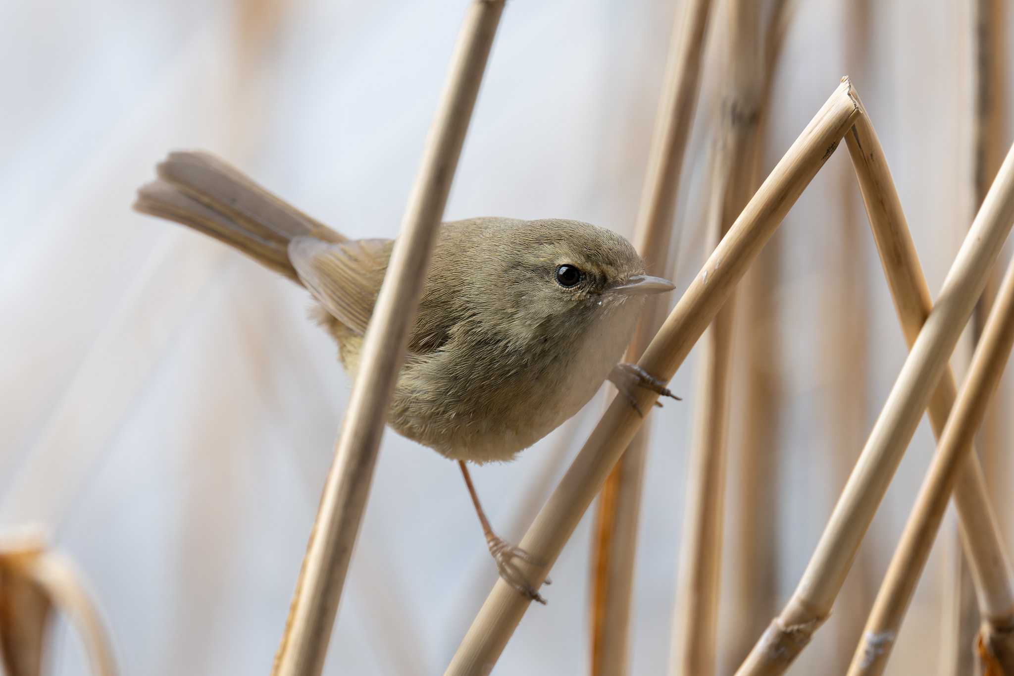 Photo of Japanese Bush Warbler at Kasai Rinkai Park by たい焼きの煮付け