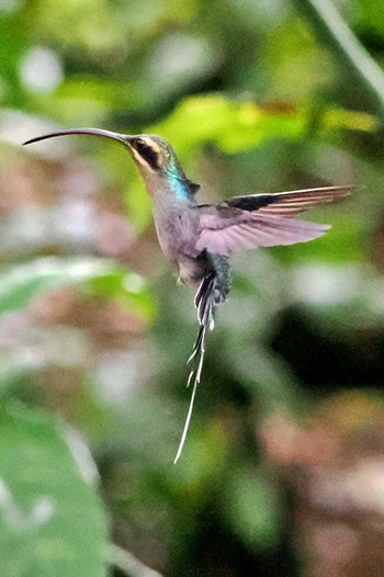 ミドリユミハチドリ Galería de Colibries y Restaurante Cinchona(Costa Rica) 2024年2月11日(日)