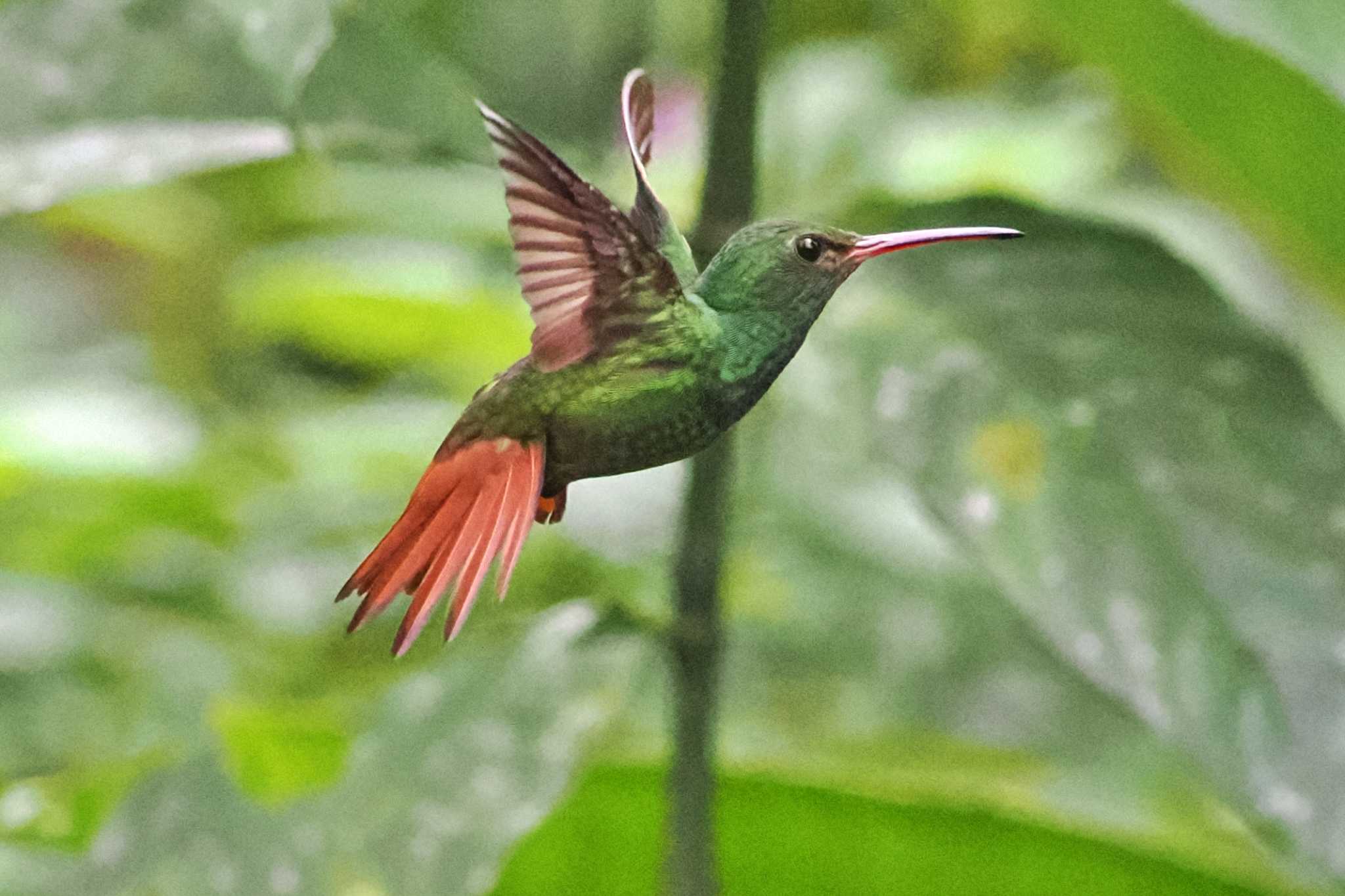 Miriam's Quetzals(Costa Rica) ハイバラエメラルドハチドリの写真 by 藤原奏冥