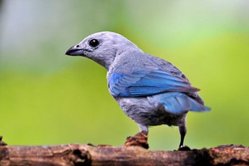 Blue-grey Tanager Trogon Lodge(Costa Rica) Sat, 2/10/2024