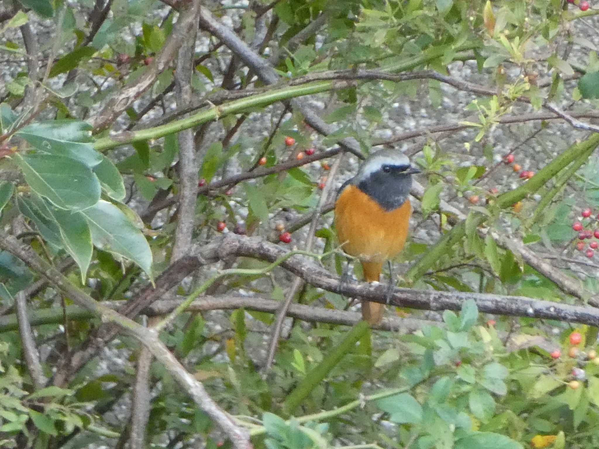 Daurian Redstart