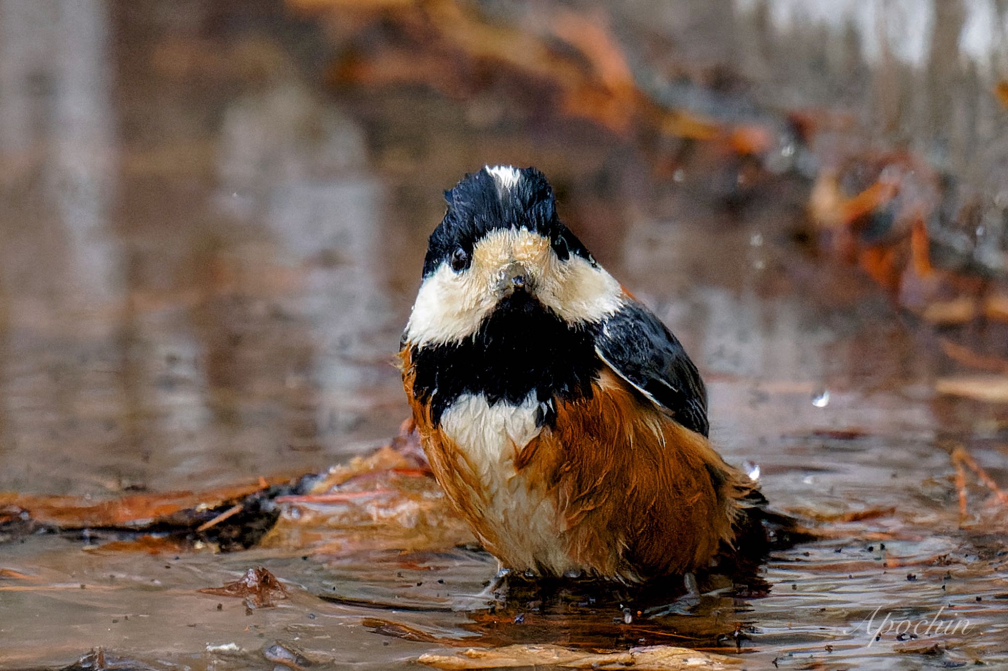 Varied Tit