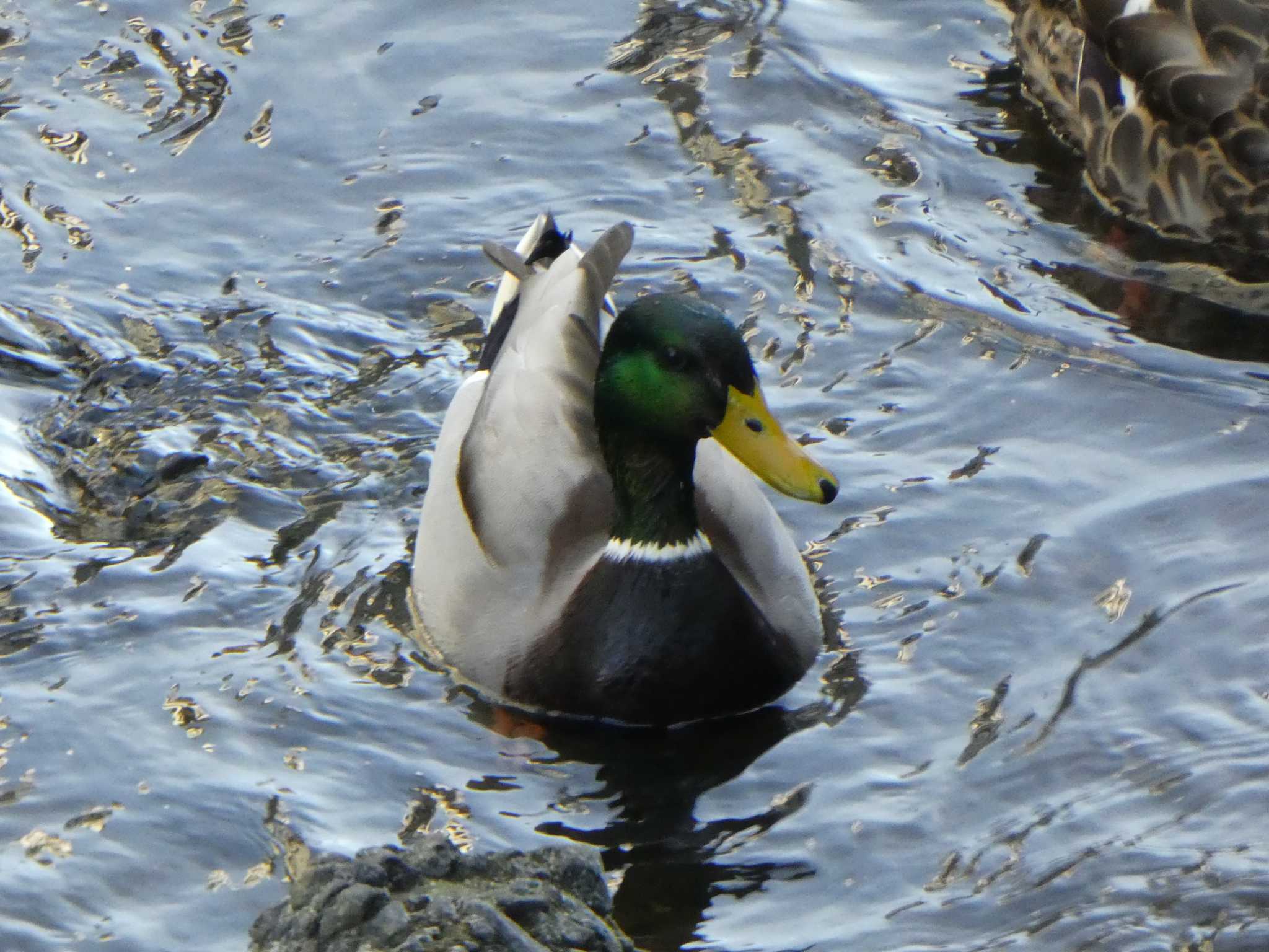 Mallard