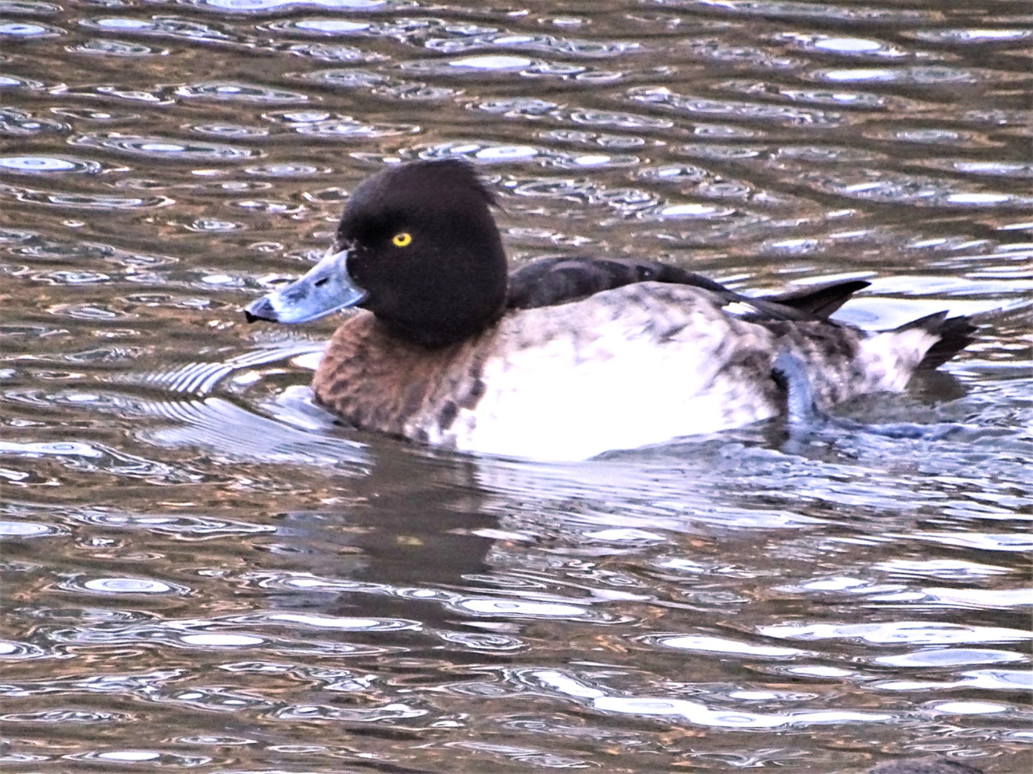 こども自然公園 (大池公園/横浜市) スズガモの写真 by KAWASEMIぴー