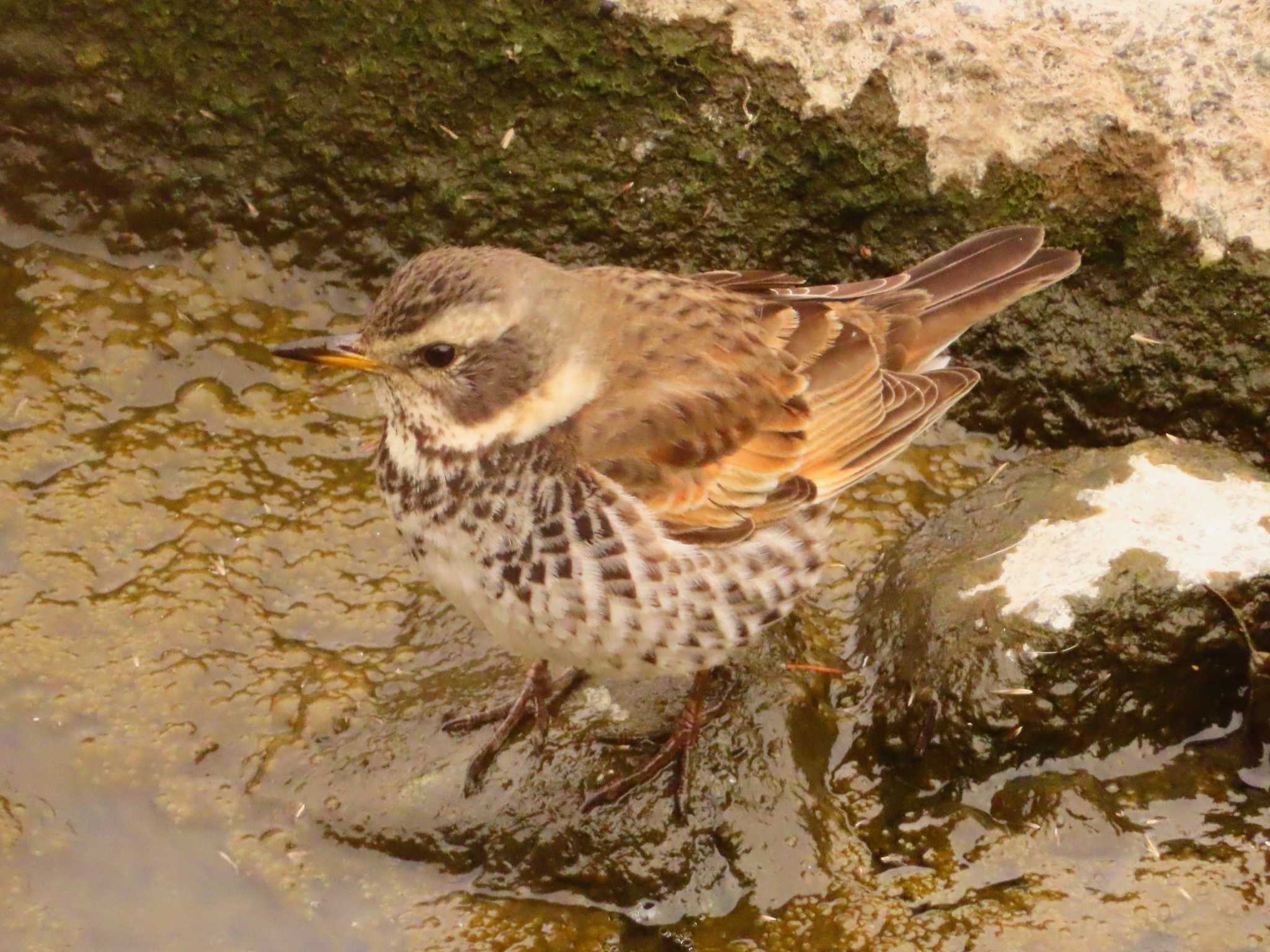 Dusky Thrush