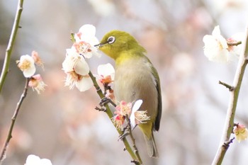 Warbling White-eye Inokashira Park Sat, 2/17/2024