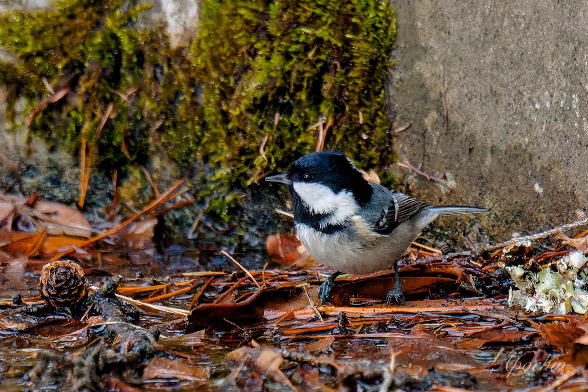 Photo of Coal Tit at 創造の森(山梨県) by アポちん