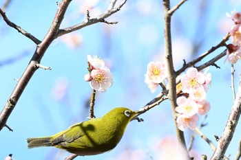 メジロ 平城宮跡 2024年2月17日(土)