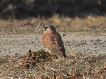 チョウゲンボウ 蕪栗沼 2024年2月14日(水)