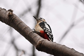 Great Spotted Woodpecker 群馬県 Sat, 2/17/2024