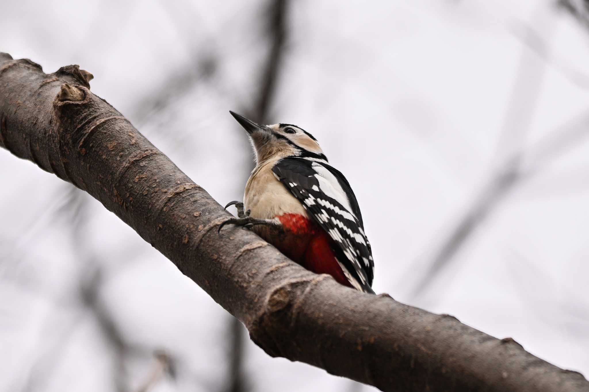 Photo of Great Spotted Woodpecker at 群馬県 by Yokai